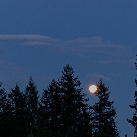 Meet your Posher, Violet - Picture 1 of 1